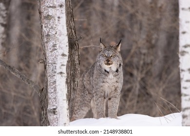 Canada Lynx In Winter In Snow In Minnesota