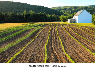 Canada, Nova Scotia, Cape Breton, Miller Farm, Margaree