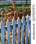 Canada Nova Scotia Sherbrooke Village Historical Townsite Flowering Gravelroot in garden with white picket fence at dusk