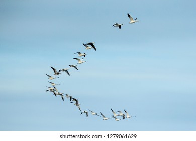 Canada, Nunavut Territory, Flock Of Snow Geese (Chen Caerulescens) Migrating South From Arctic Circle Above Repulse Bay