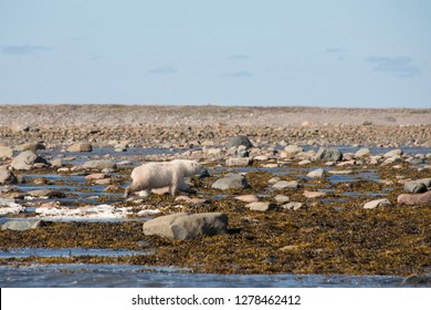 Canada, Nunavut, Western Shore Of Hudson Bay, Kivalliq Region, Arviat. Young Polar Bear (Ursus Maritimus) Along The Hudson Bay Shoreline.