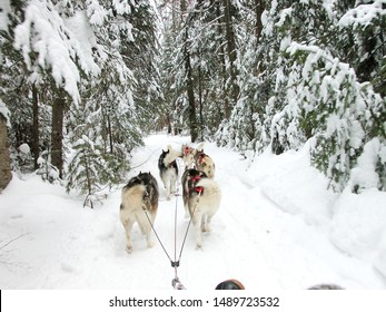 Canada, Quebec, Dog Sledding With A Dogsled Team, February 6, 2004