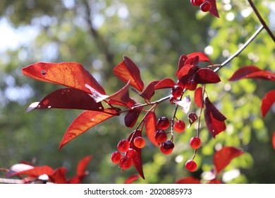Canada Red Chokecherry Tree twig with purple leaves and clusters of see-through coral red and ruby berries in the bright sunlight 