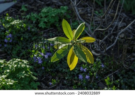 Canada, Spring, Great Laurel, Sun shining on the leaves and bud