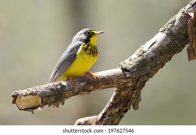 Canada Warbler