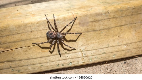 Canada's Largest Creepy Looking Spider, The Dock Spider Of The Pisauridae Family, (Dolomedes Sp), Crawling A Piece Of 4x4 Lumber In The Sun.