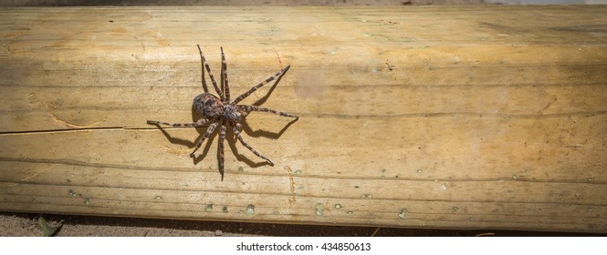 Canada's Largest Creepy Looking Spider, The Dock Spider Of The Pisauridae Family, (Dolomedes Sp), Sitting Atop A Piece Of 4x4 Lumber On A Sunny Day.