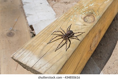 Canada's Largest Creepy Looking Spider, The Dock Spider Of The Pisauridae Family, (Dolomedes Sp), Sitting Atop A Piece Of 4x4 Lumber On A Sunny Day.