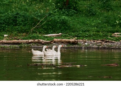 Canadia Goose Geese In Lake Low Level Eye Line Water Line View Marco Close Up On Lake.