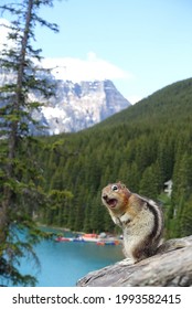 Canadian Angry Squirrel In Summer 