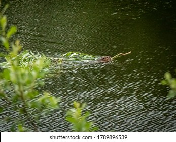 A Canadian Beaver Dragging A Branch Through The Water To Its Dam, Kitimat River, British Columbia, Canada