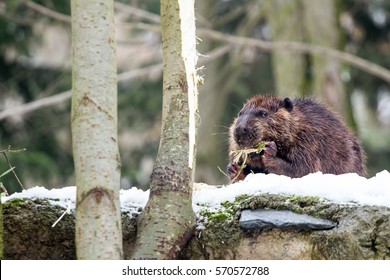 Canadian Beaver Eating The Bark Of A Tree