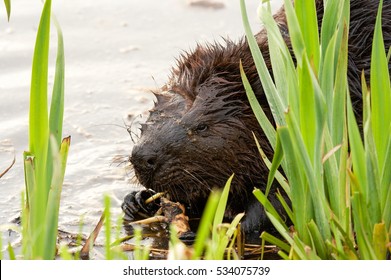 Canadian beaver eating roots in shallow water.