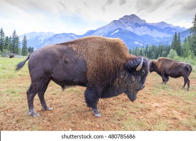 Buffalo canada Images, Stock Photos & Vectors |