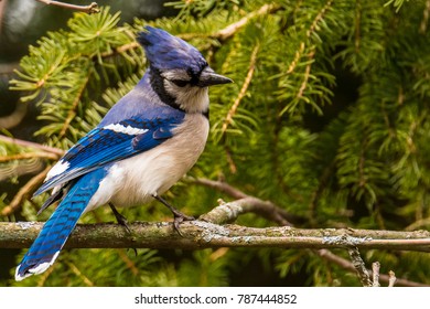 Canadian Blue Jay Bird