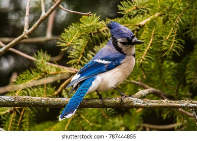 Canadian Blue Jay Bird