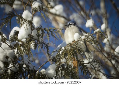 Canadian Blue Jay With Its Winter Coat On A Snowy Christmas Tree