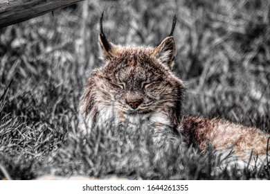 Canadian Bobcat In Rest Time