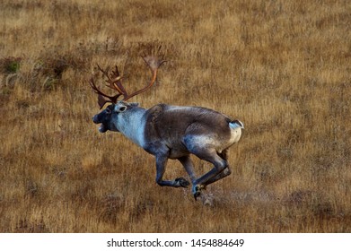 Canadian Caribou (Rangifer Tarandus) Running Through The Swamp