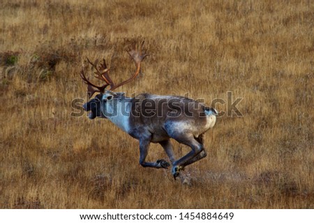 Canadian caribou (Rangifer tarandus) running through the swamp
