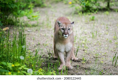canadian cougar at the zoo