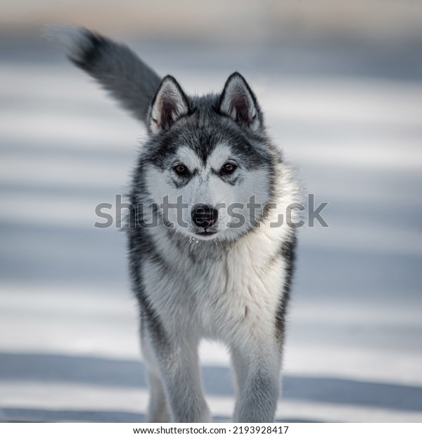 The Canadian Eskimo Dog or Canadian Inuit\
Dog is a breed of working dog from the\
Arctic