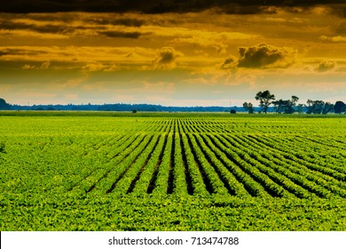 Canadian Farmers Field With Soy Planted