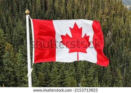 Canadian flag blowing against the wind with pine trees on the background      