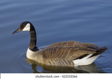 Canadian Geese 