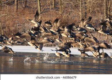 Canadian Geese