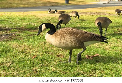 Canadian Geese