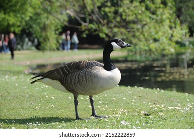 Canadian geese at bank side of a lake relaxing and feeding in the spring sunlight. Natural tranquil moment as bird fowl walks along the river embankment. Waterfowl goose in a natural outdoor pond.