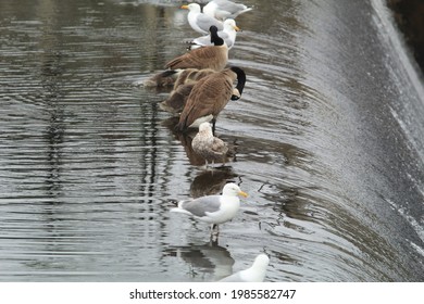 Canadian Geese Bathing Edge Of Dam