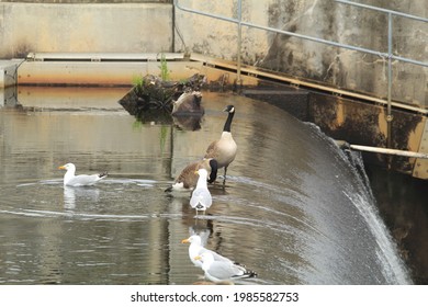 Canadian Geese Bathing Edge Of Dam