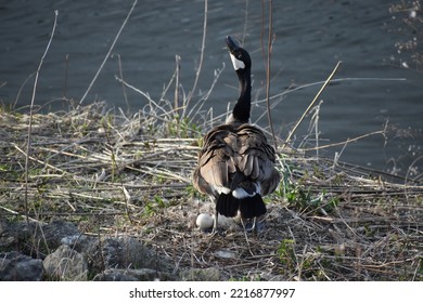 Canadian Geese (Branta Canadensis) With Nest Of Eggs On River Bank