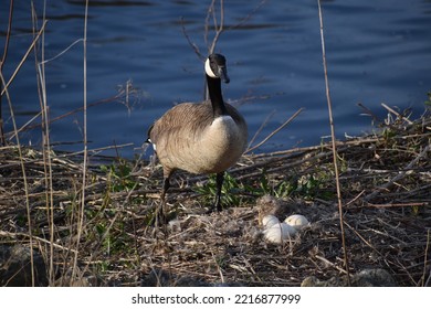 Canadian Geese (Branta Canadensis) With Nest Of Eggs On River Bank