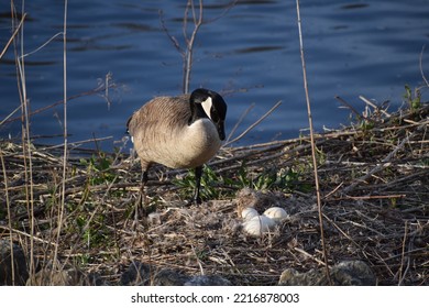 Canadian Geese (Branta Canadensis) With Nest Of Eggs On River Bank