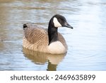 Canadian geese, Branta canadensis on the lake. Wild geese swim in the Park,Close-up of a Canada goose Branta canadensis, foraging in a green meadow