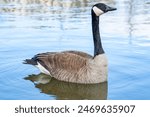 Canadian geese, Branta canadensis on the lake. Wild geese swim in the Park,Close-up of a Canada goose Branta canadensis, foraging in a green meadow