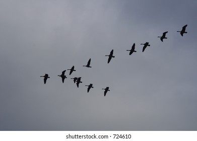 Canadian Geese in Classic V Flight
