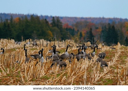 Canadian Geese in a cut corn stock field