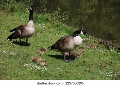 Canadian geese family next to a pond