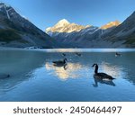 Canadian geese family swimming on the Hooker lake, Aoraki Mount Cook National park, New Zealand 