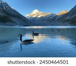 Canadian geese family swimming on the Hooker lake, Aoraki Mount Cook National park, New Zealand 