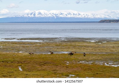 Canadian geese feeding in the mud flats along the Tony Knowles Coastal Trail in Anchorage Alaska with Sleeping Lady Mountain in the background