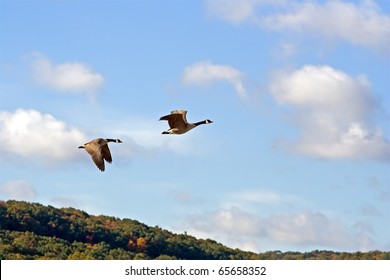 Canadian Geese In Flight