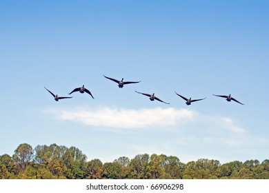 Canadian Geese In Flight