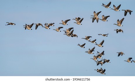 Canadian Geese in flight migrating