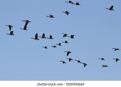 Canadian Geese in flight, or shortly after takeoff.  As seen in Saint Louis, Missouri, USA.  These graceful animals follow their migratory patterns as winter approaches.  Representing Natural Wonders. - Shutterstock ID 1020343669
