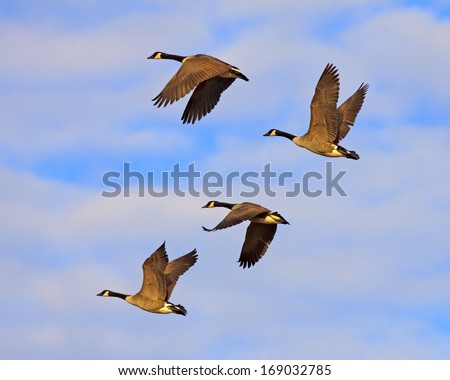 Canadian Geese flying in golden evening sunlight